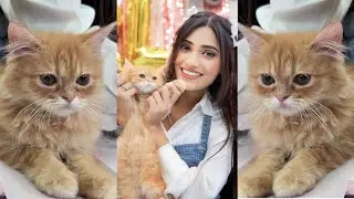 Introducing New Cat😻😍[Samreen Ali New Cat] Mimsi❤