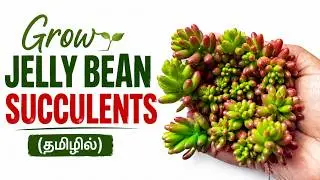 Fast & Easy Jelly Bean Succulent Propagation at Home