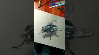 Draw an Fly #shorts #youtubeshorts #art #artist #drawing #3dart #fly #pencildrawing #rahiljindran