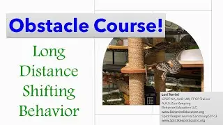 Obstacle Course: Long Distance Shifting Behavior