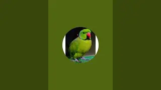 Najo & Talking parrots  is live