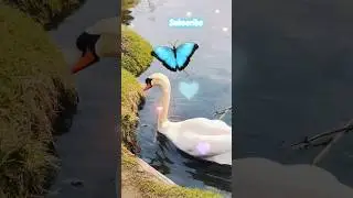 🦢in high park🌸 #shorts#youtubeshorts#shortsfeed#asmr#swan