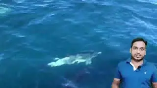 dolphin facts | fish habits | interesting facts