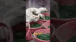 Azolla high protein green feed | American Pekin duck | German Pekin duck #shorts #shortvideo #short