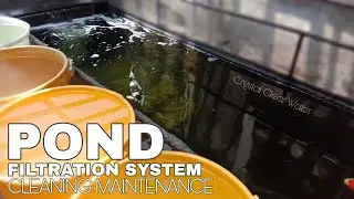 HOW TO CLEAN POND DIY FILTRATION SYSTEM