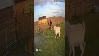 Unexpected Hero: The Brave Sheep Who Protected the Cat 🐾