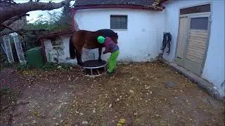 Lele - Hufe auskratzen beim Pony f&uuml;r Menschen mit R&uuml;ckenproblemen