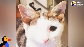 Cat With 4 Ears Loves Helping Foster Kittens - FRANKENKITTEN | The Dodo
