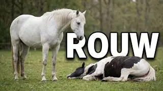 Rouwen paard