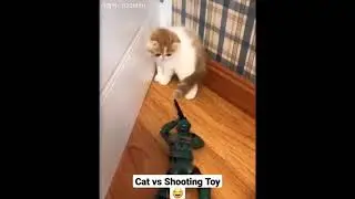 Scary Cat vs Shooting Toy #shorts #shortsvideo #petfunny #humorouspets