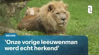 Leeuw van GaiaZOO is overleden, dierentuin op zoek naar vervanger | L1 Nieuws
