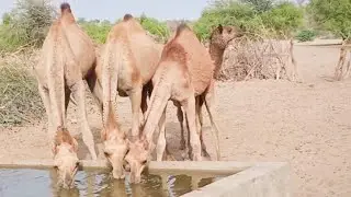 CAMEL BABY IS WAITING FOR SPACE TO DRINK WATER