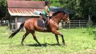 Candy Kisses Canter and Lead Changes