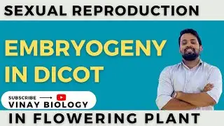 Embryogeny in dicot