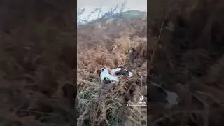 Springer Spaniel Hunting in Bracken #gundogtraining #hunting #gundog