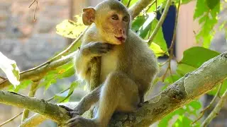 Poor baby Janna cry lost, miss monkey Janet and not see mommy