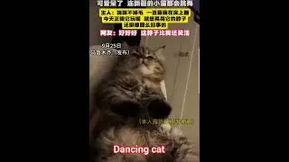 dancing cat #catshorts #cat #dance #unique #talent #skills #interesting #unbelievable #amazing