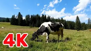 Siberian beauty! Сибирская крастота, аж дух захватывает! 4K