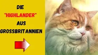 Britisch Langhaar - Ruhig und zur&uuml;ckhaltend (Britisch Langhaar im Rassenportrait)
