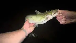 Last day of summer fishing using light tackle !MONSTER CATFISH CAUGHT and TREASURE FOUND !)