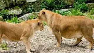 How the lioness give birth  #lions  #views #wildlife #pet #animal