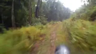 Montour Woods MTB Trail - Fatal Tree falling - Rear Cam