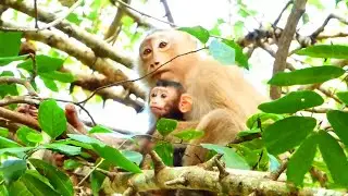 Most beautiful a newborn baby monkey on the tree with mom Rose