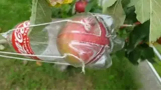 用废弃塑料瓶制作摘果神器，制作简单使用方便，太实用了
