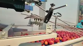ICOEL- linea lavorazione pesche- 5K1A (Turchia)