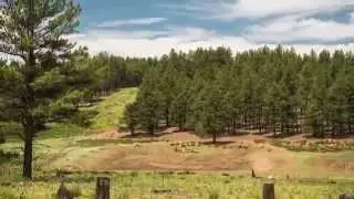 9200 W Coyote Pass Road Flagstaff | Luxury Log Home Sold by Kelly Broaddus