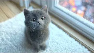 Playlist(cat purring) - Enchanted Moments with a Cat 🐾✨