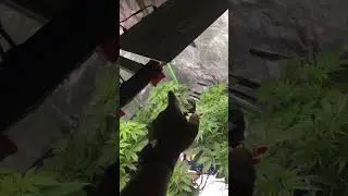 Stunted plant fix?