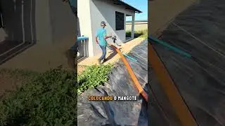 Veja o tanque desse projeto irrigado para bovinos de corte #shorts