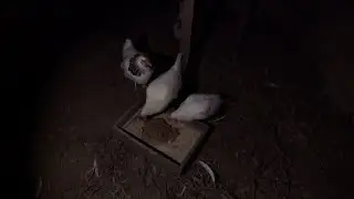 У НАС НЕПРИЯТНОСТЬ ЗА НЕПРИЯТНОСТЬЮ....