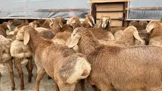 300 TA QO’ZI KELDI MARF AKA KATTA PARTIYA OLIP KELDI 