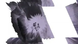 OKOLELE CARTOONS Part  14  + Effects