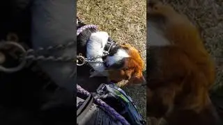 Service Dog Day Out