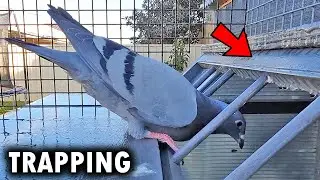 FIRST TIME TRAPPING PIGEON  (THUNDER)