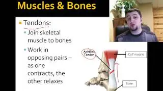 Muscular System