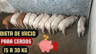 “Dieta de inicio para cerdos (15 a 30 kg) – ¡Engorda rápido!