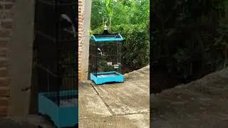 TANPA SETINGAN EF(NO JANGKRIK,UK/KROTO) KACER PUN BISA TETAP GACOR BUAT HARIAN DAN NGOBRA!!!
