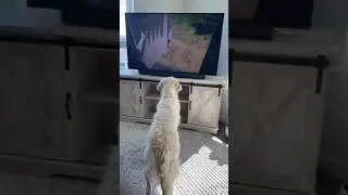 Golden Retriever Loves Watching Movies