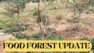 WHAT A 4 YEAR OLD FOOD FOREST LOOKS LIKE  | 1 ACRE FOOD FOREST UPDATE |
