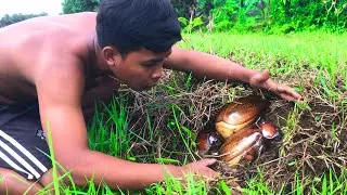 Find insects underground and cook edible insects.
