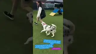 Agility training at K9 Mania Dog Training!