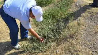 Herbs of Zaamin - plans for export