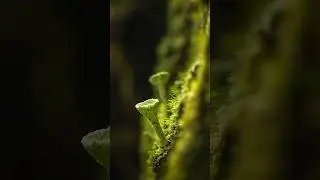 Shrek Ears Mushroom Photography #macrophotography #mushroomphotography