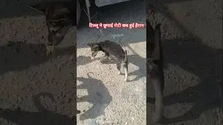 🤔टिल्लू ने छुपाई  रोटी सब हो गए हैरान streetdog#trending#cut#comedy #funny #dog 🤗