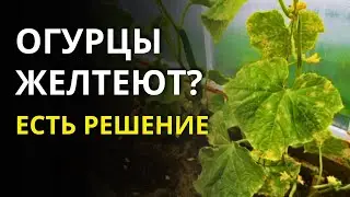 Дача в Германии. Пероноспороз или мучнистая роса? Что угрожает нашим огурцам и как же это вылечить?