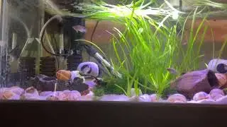 20gallon long African cichlids shell dweller tank. Multis and 2 yellow calvus